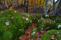 197 Bosco di Sant'Antonio - Parco Nazionale della Maiella