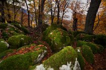 198 Bosco di Sant'Antonio - Parco Nazionale della Maiella