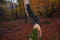 199 Bosco di Sant'Antonio - Parco Nazionale della Maiella