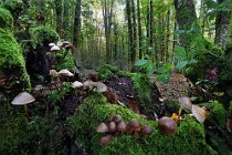 158 Selva di Cori - Parco Regionale dei Monti Lepini