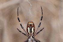 10 Argiope bruennechi