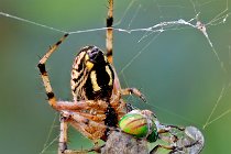 11 Araneus diadematus preying on a gadfly