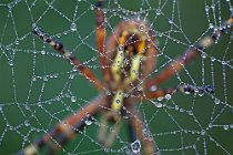 2 Argiope bruennechi