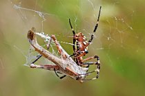 5 Argiope bruennechi preying on a grasshopper