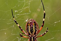 7 Argiope bruennechi