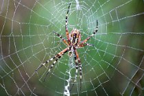 2 Argiope bruennechi