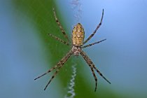 9 Argiope trifasciata