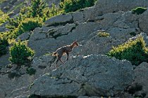 13 Chamois of Abruzzo - National Park of Majella, Italy