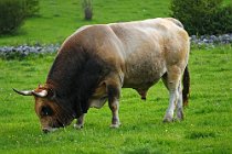 6 Bull - Abruzzo National Park, Italy