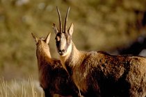 7 Chamois of Abruzzo - Abruzzo National Park, Italy