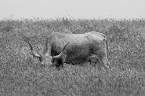 8 Maremma's cow - Natural Park of Vulcy, Italy