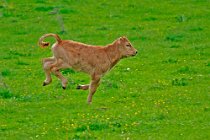 5 Vitello - Parco Nazionale d'Abruzzo