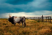 9 Toro maremmano - Parco Naturale di Vulci, Viterbo