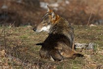 16 (SCP) Apenninian wolf - Abruzzo National Park, Italy