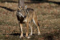 12 (SCP) Lupo appenninico - Parco Nazionale d'Abruzzo, l'Aquila