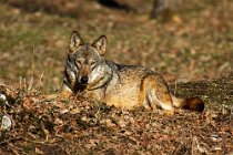 14 (SCP) Lupo appenninico - Parco Nazionale d'Abruzzo, l'Aquila