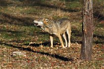 15 (SCP) Lupo appenninico - Parco Nazionale d'Abruzzo, l'Aquila