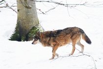 21 Lupo grigio  (SCP) - Parco Nazionale della Bayerischer Wald - Baviera, Germania