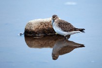 32 Little Stint - Circeo National Park, Italy