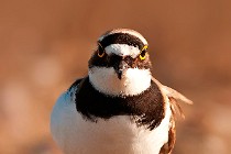 33 Little Ringed Plover - Circeo National Park, Italy