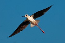 34 Black-winged Stilt - Circeo National Park, Italy