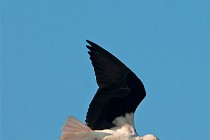 35 Black-winged Stilt - Circeo National Park, Italy