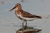 36 Dunlin - Circeo National Park, Italy