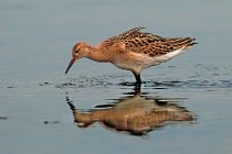 37 Ruff - Circeo National Park, Italy