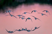 39 Dunlins - Circeo National Park, Italy