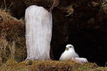 71 Northern Fulmar - Iceland