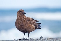 72 Great Skua - Iceland