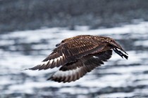 73 Great Skua - Iceland