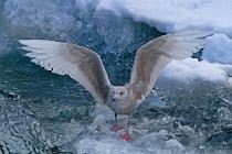 74 Iceland Gull - Iceland