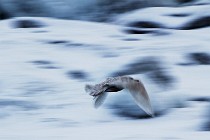 75 Iceland Gull - Iceland