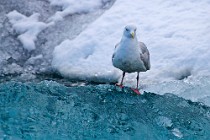 76 Iceland Gull - Iceland