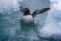 78 Common Guillemot - Iceland