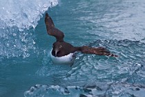 79 Common Guillemot - Iceland