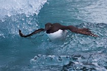 80 Common Guillemot - Iceland