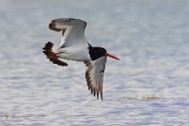 111 Ostreycatcher -  Mull island, Internal Hebrides, Scotland