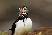 112 Puffin - Lunga Island, Internal Hebrides, Scotland