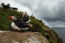 116 Puffins - Lunga Island, Internal Hebrides, Scotland