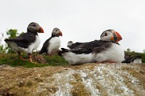 117 Puffins - Lunga Island, Internal Hebrides, Scotland