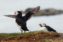 118 Puffins - Lunga Island, Scotland