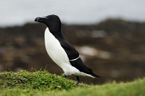 119 Razorbill - Lunga Island, Internal Hebrides, Scotland