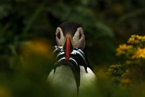 120 Puffin - Lunga Island, Internal Hebrides, Scotland