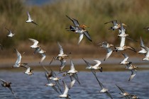 155 Dunlins - Circeo National Park, Italy