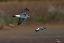 157 Dunlins - Circeo National Park, Italy