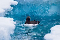 158 Common Guillemot - Iceland