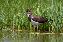 159 Lapwing - Racconigi Oasis, Italy