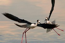 161 Black-winged Stilts - Circeo National Park,